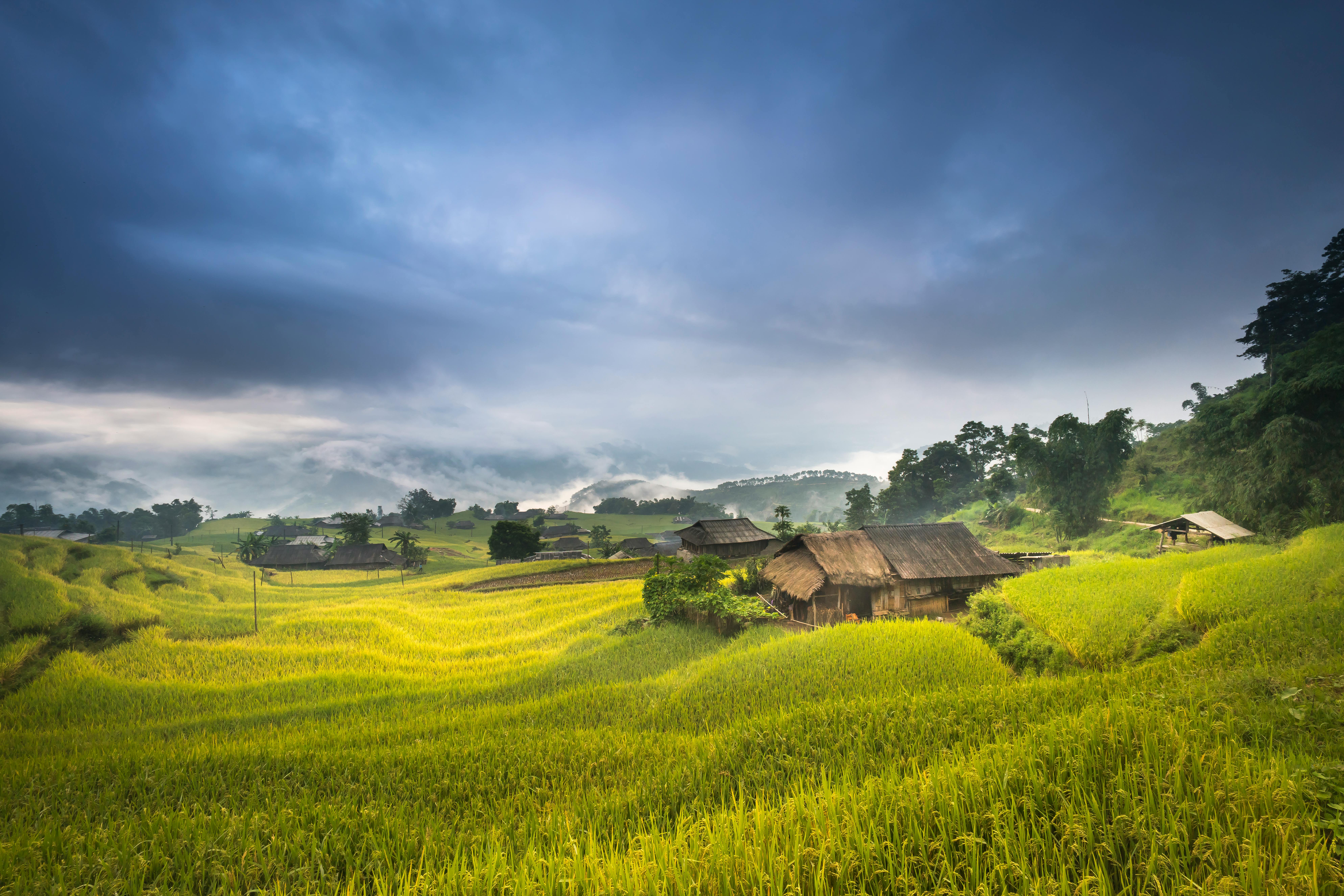 Rice Field & HD Image