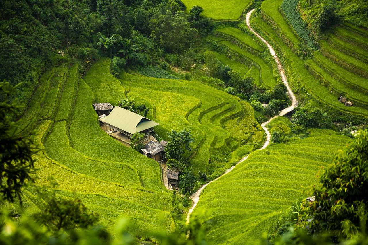 70,Free Paddy Field & Paddy Image