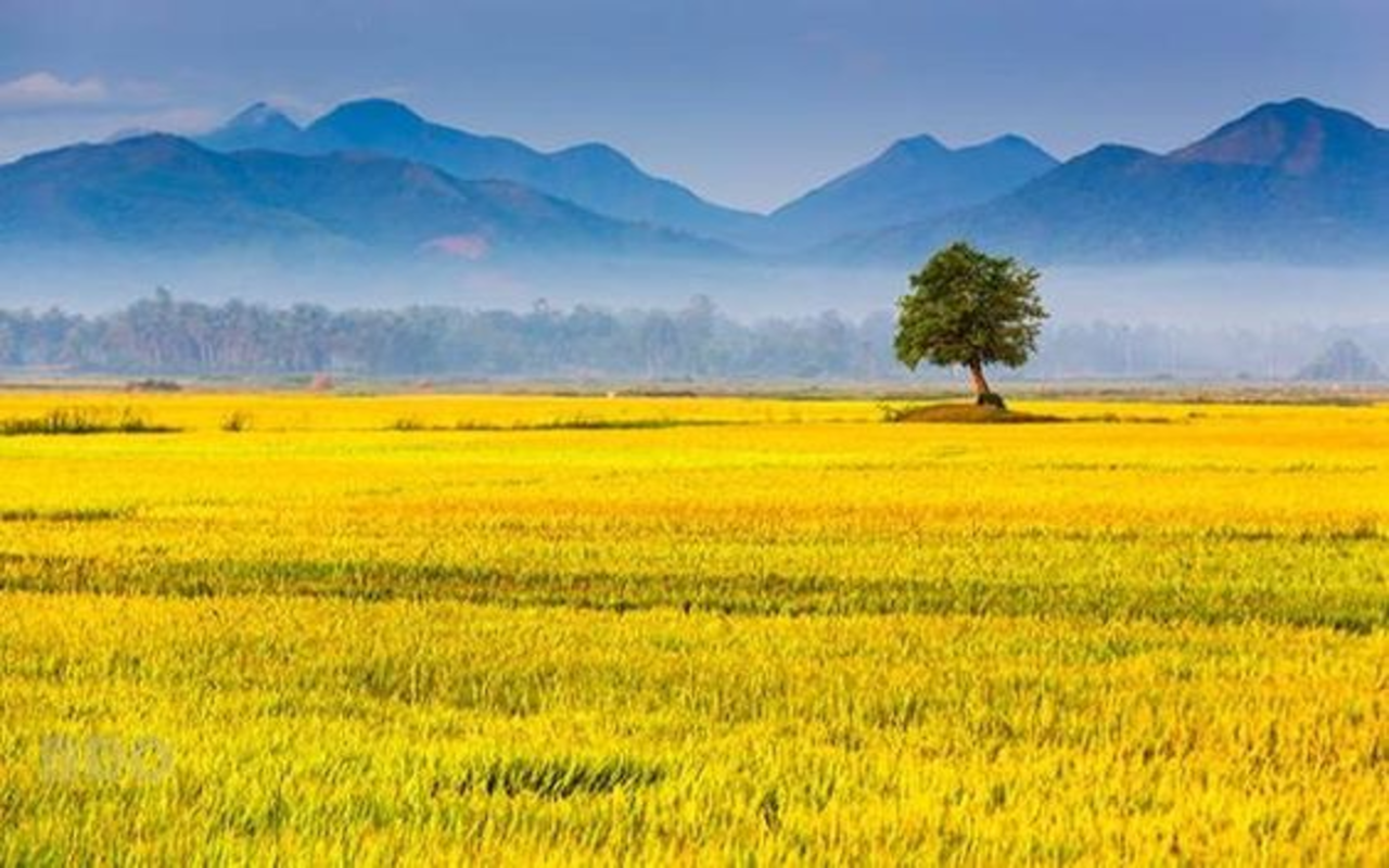 Ripe rice field wallpaper Web