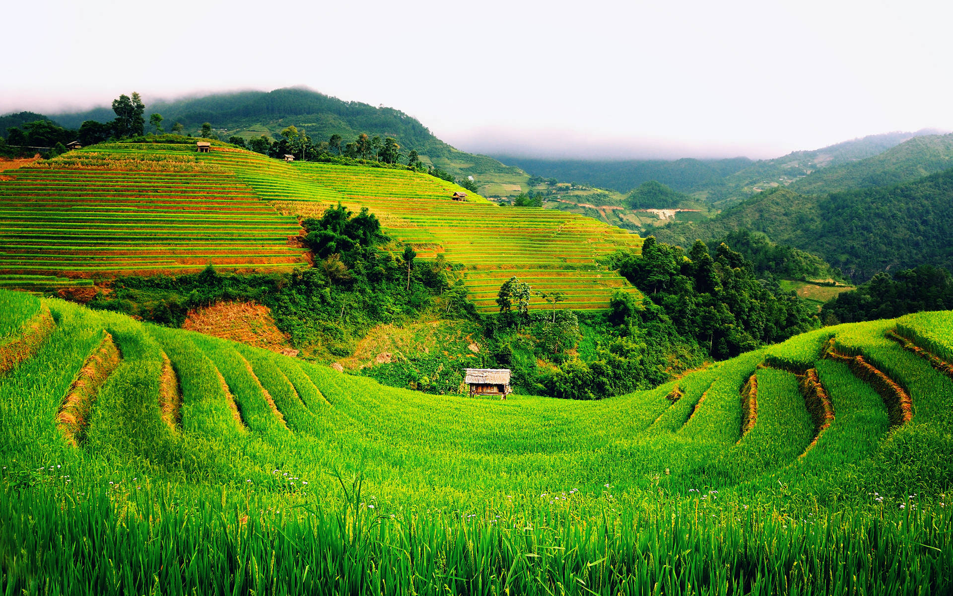 Download Majestic terraced rice fields