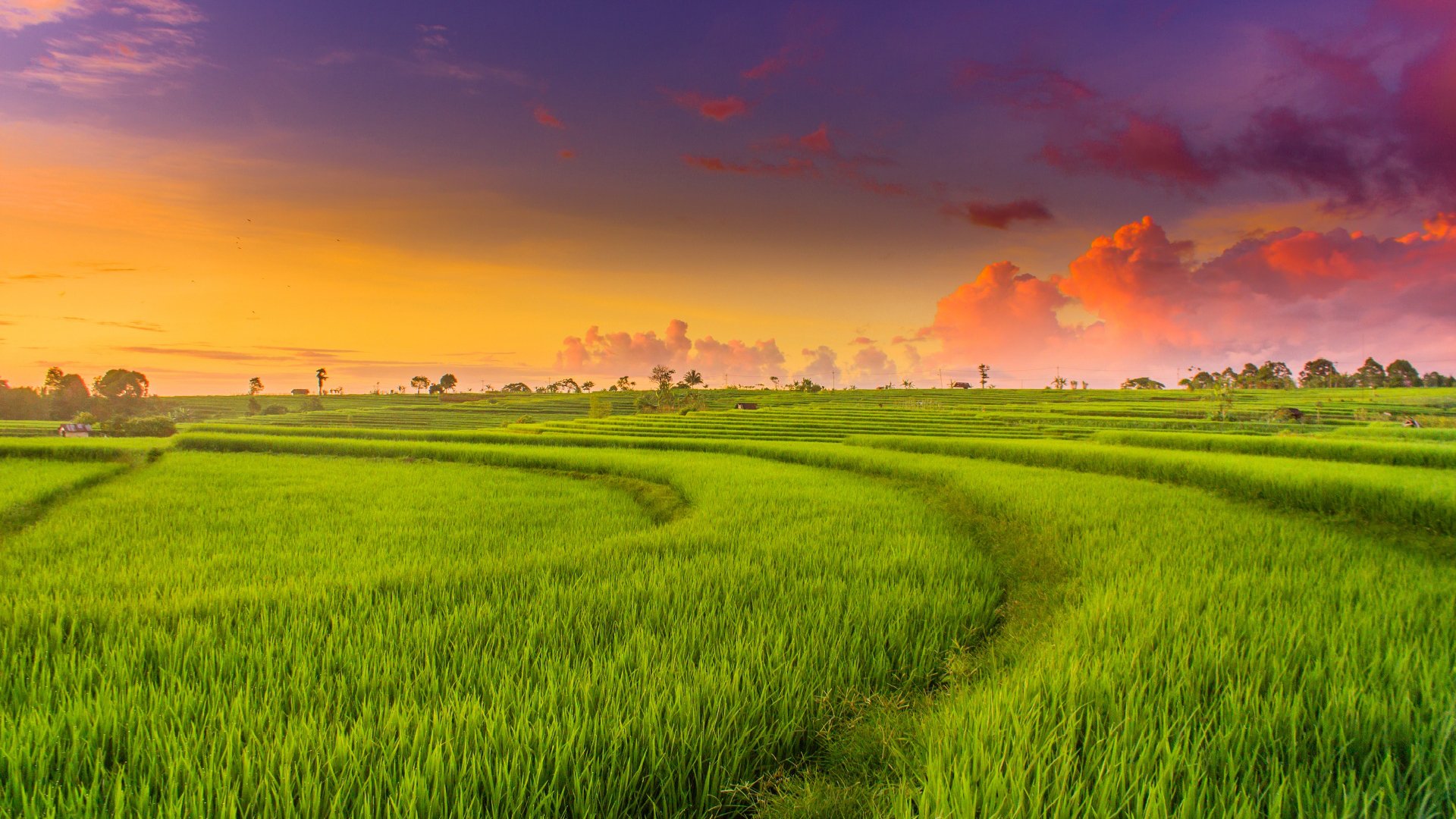 Green Paddy Field Wallpaper