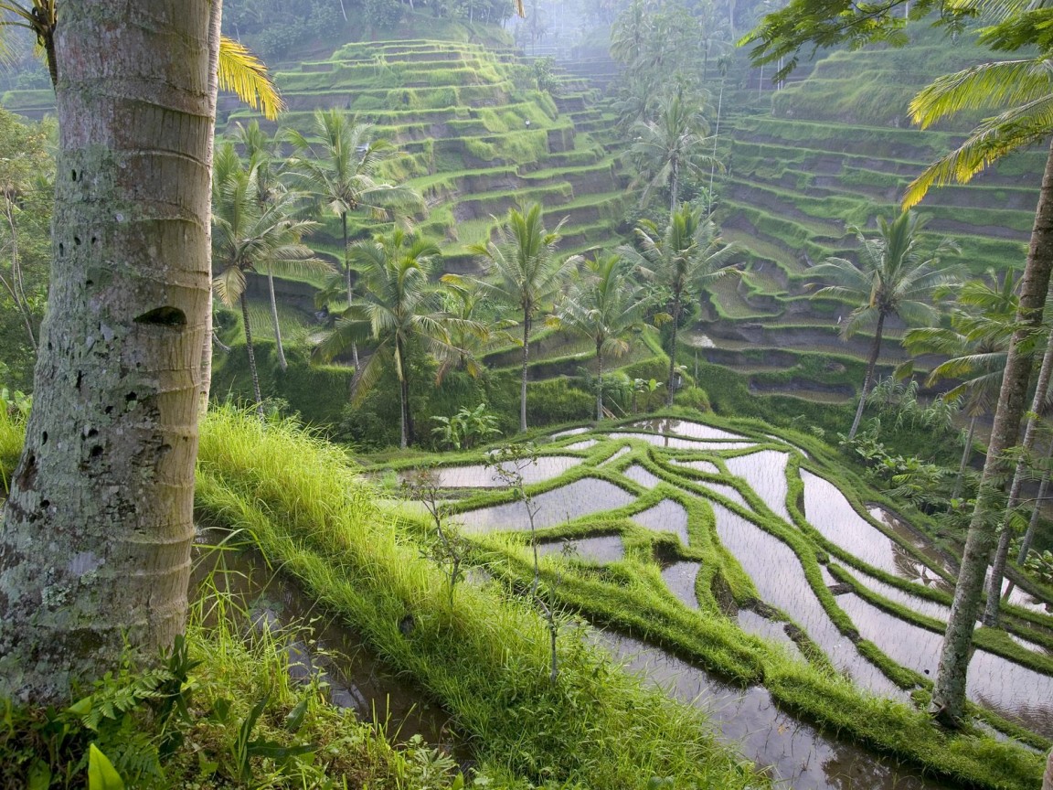 Rice fields in Bali [pic]