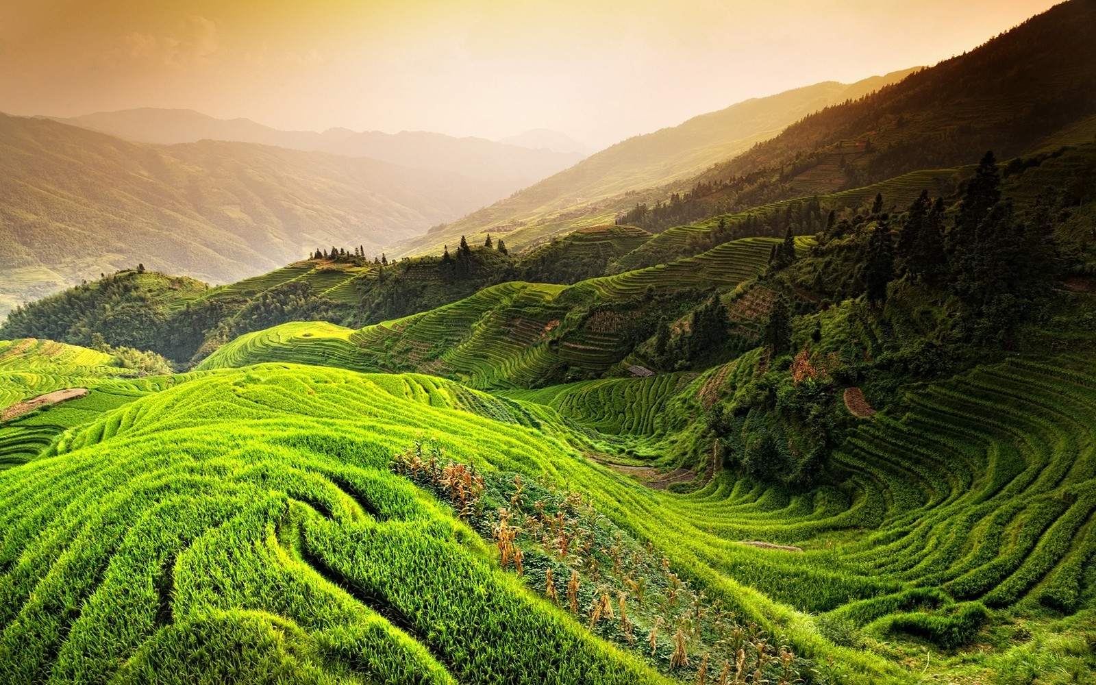 mountain, green, landscape, rice paddy