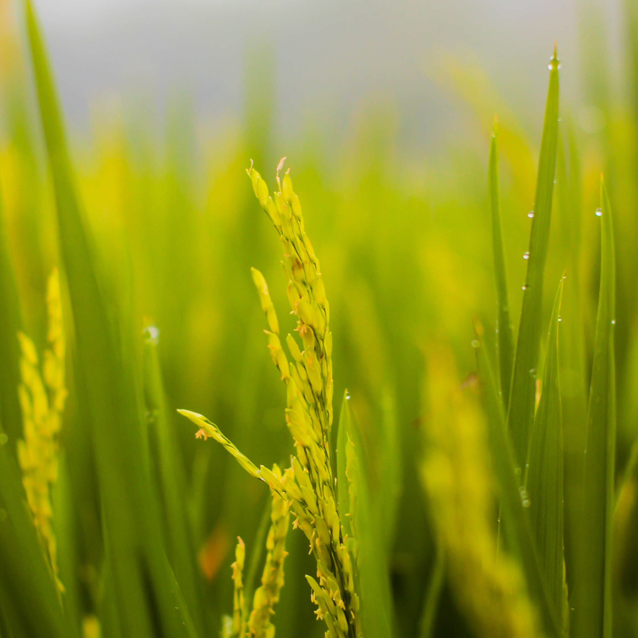 yellow, rice, vegetation, paddy field