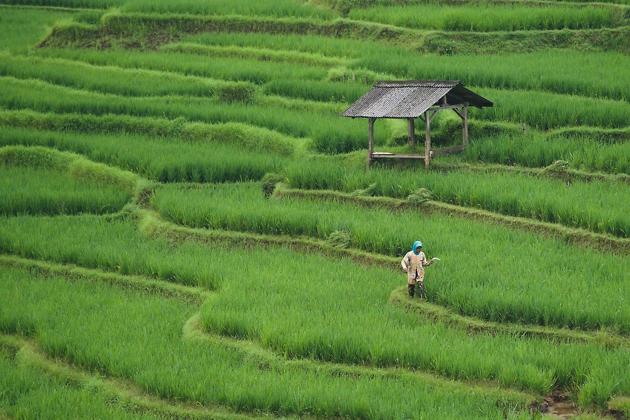 Rice Paddy Field & Paddy Image