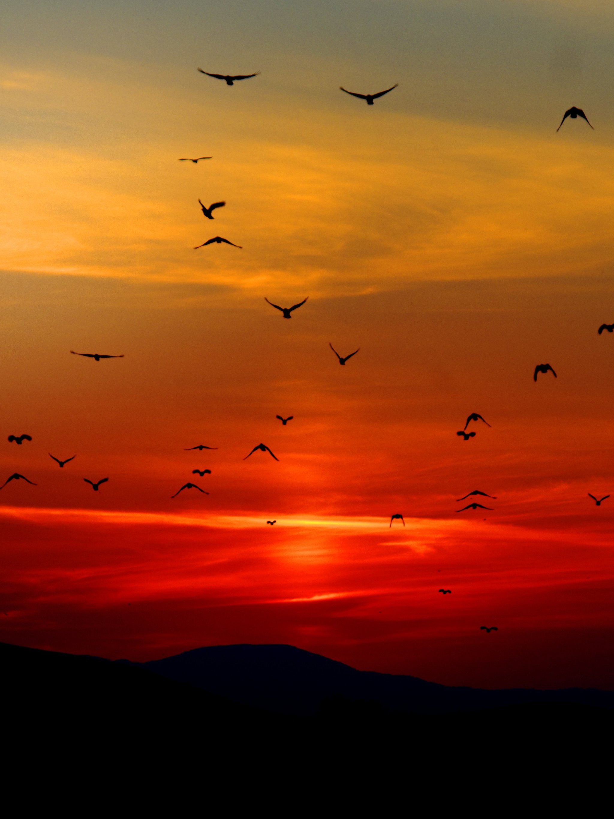 Birds in Sunset Wallpaper