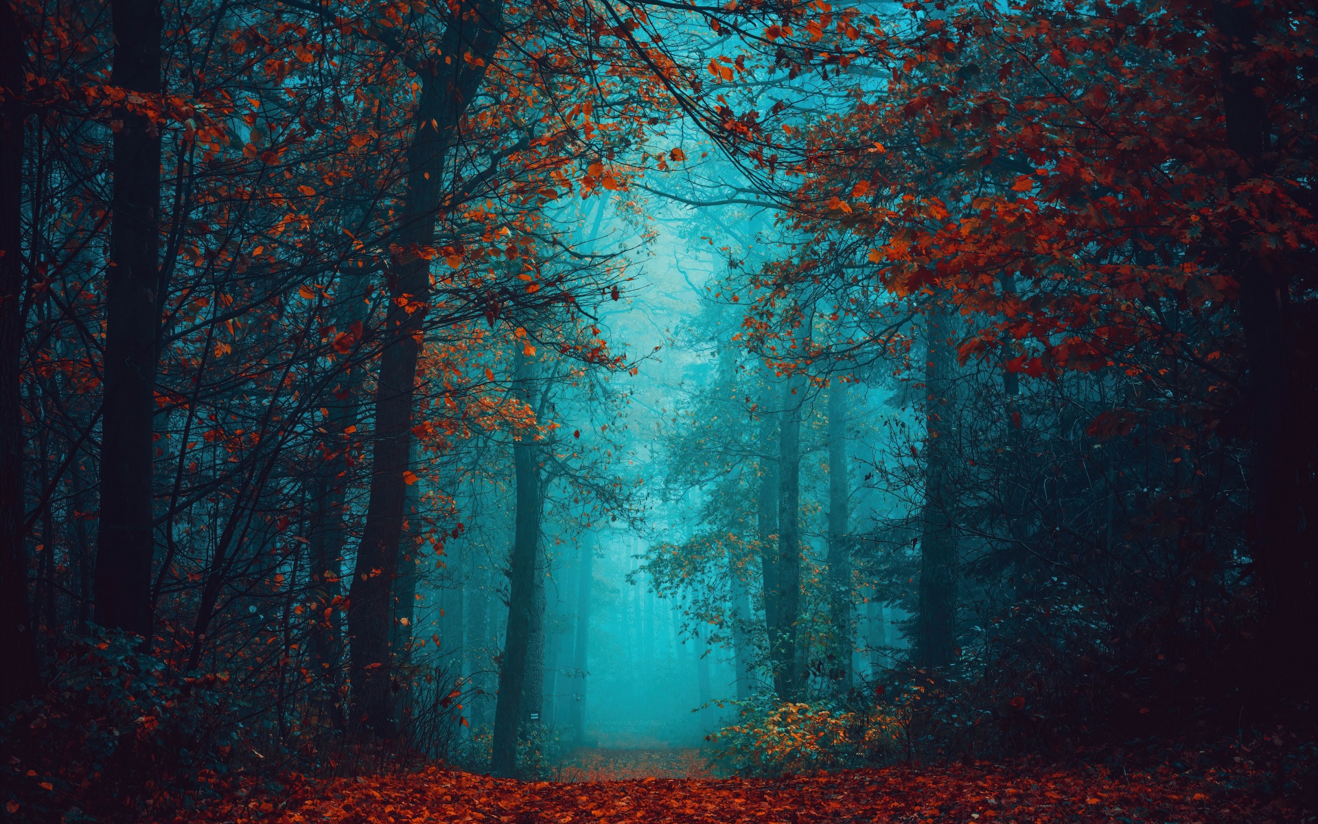 Foggy night Wallpaper 4K, Autumn Forest, Beauty, Mystical