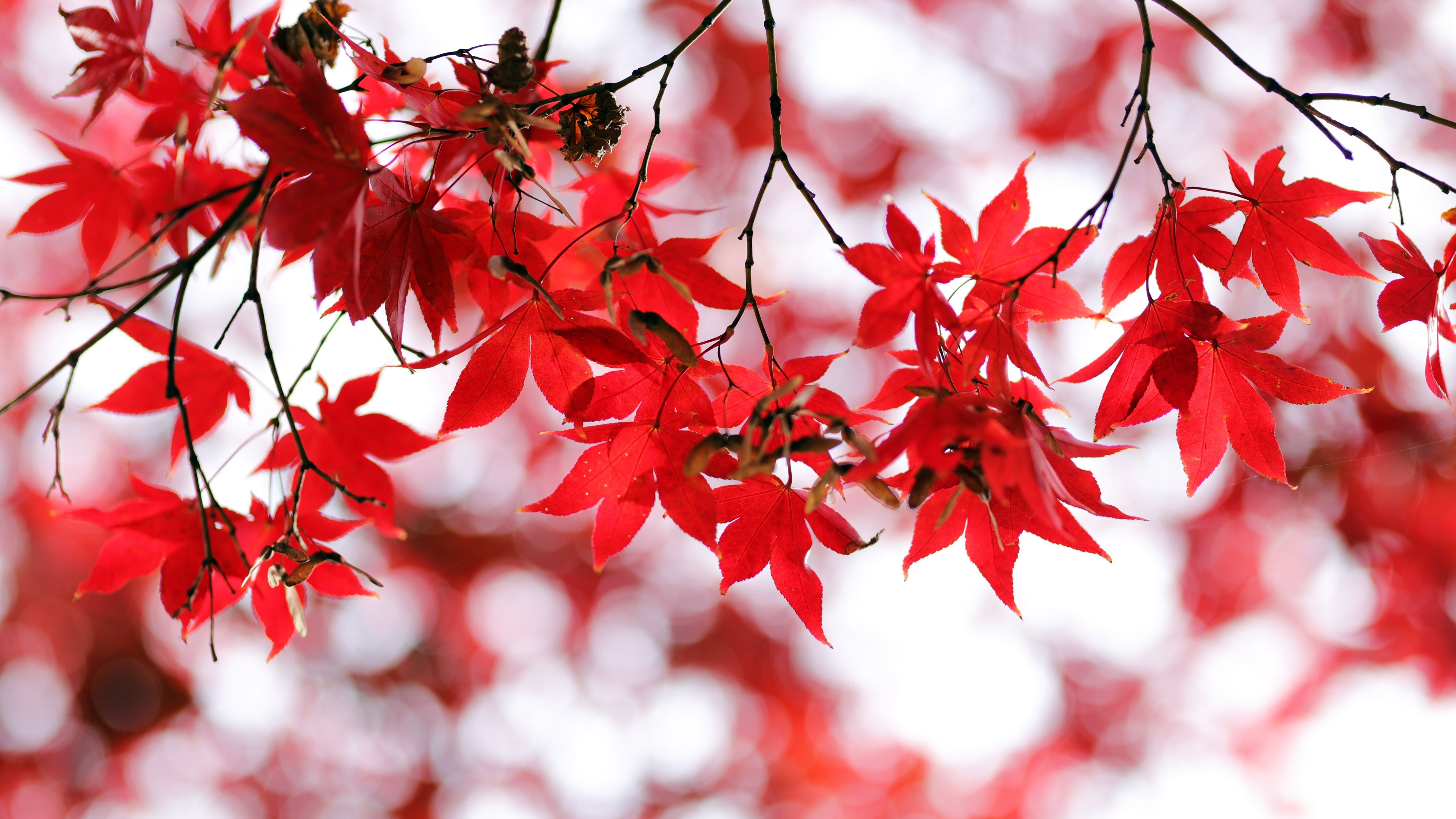 Red leaves Wallpaper 4K, Bokeh, Closeup, Autumn leaves