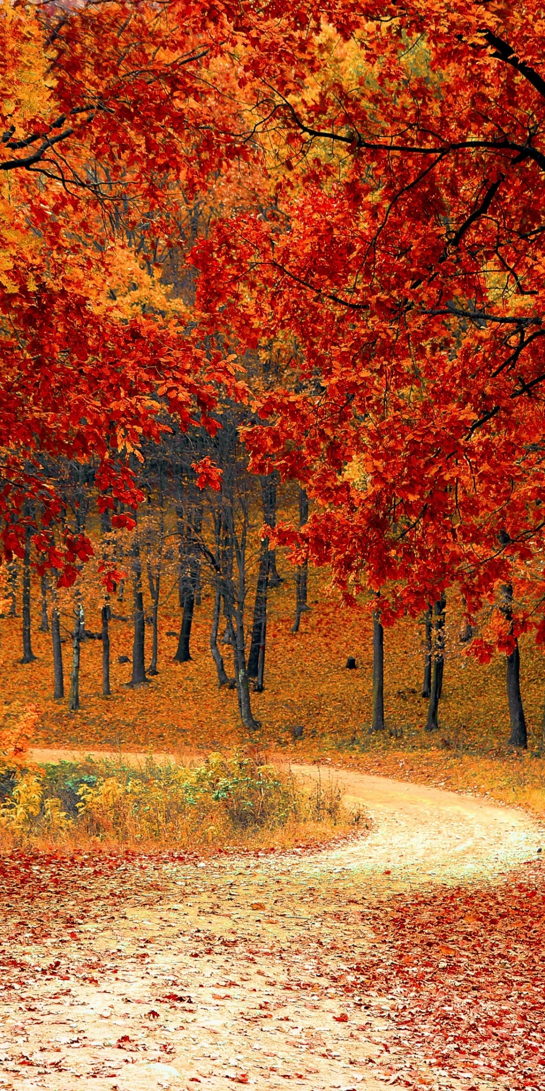 Autumn Wallpaper 4K, Red leaves, Forest, Pathway