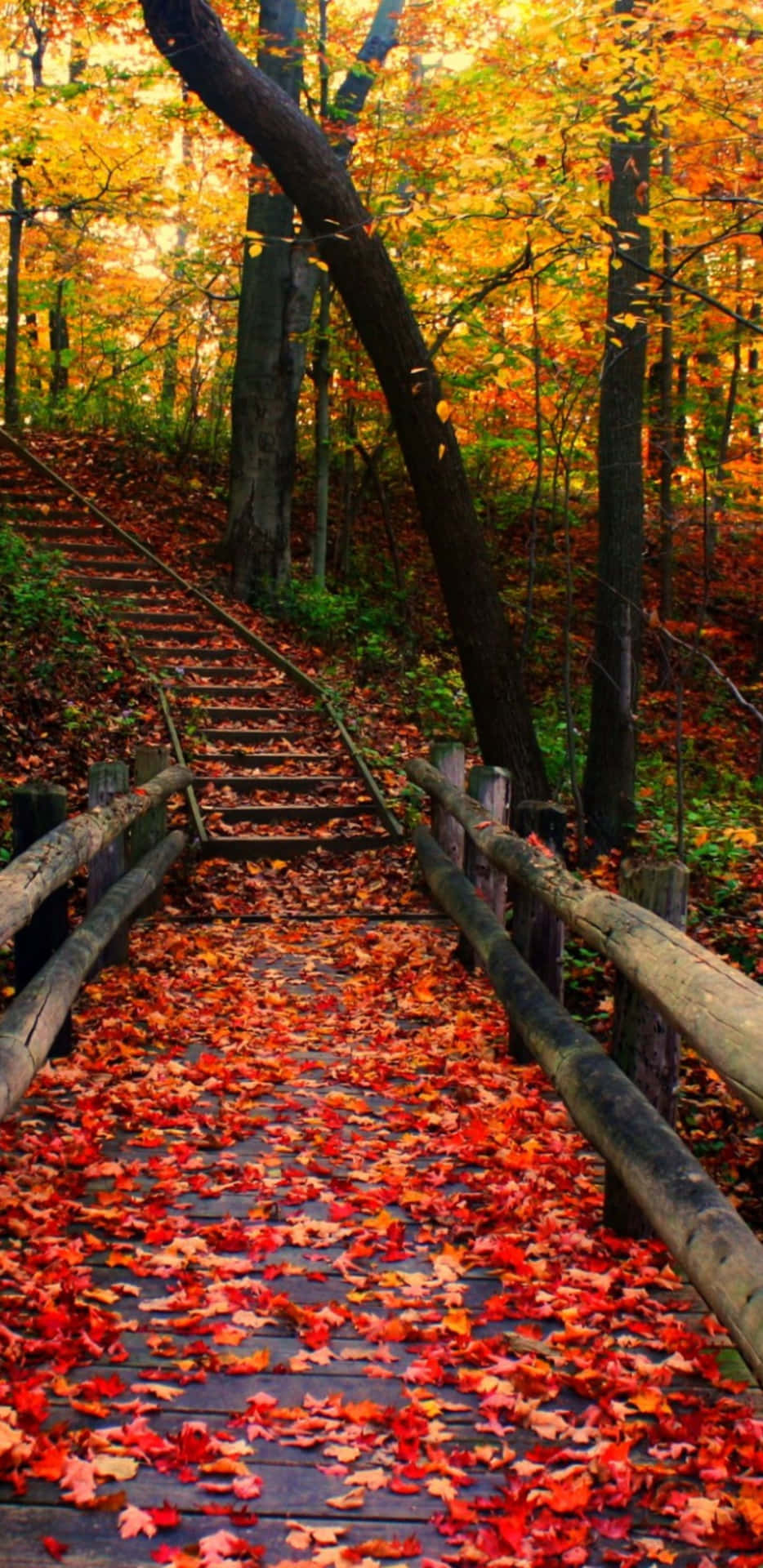 Download Pixel 3XL Empty Boardwalk In Autumn Background