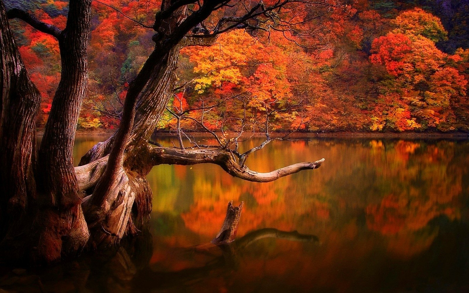 Reflection Fall Tree Nature Lake Wallpaper