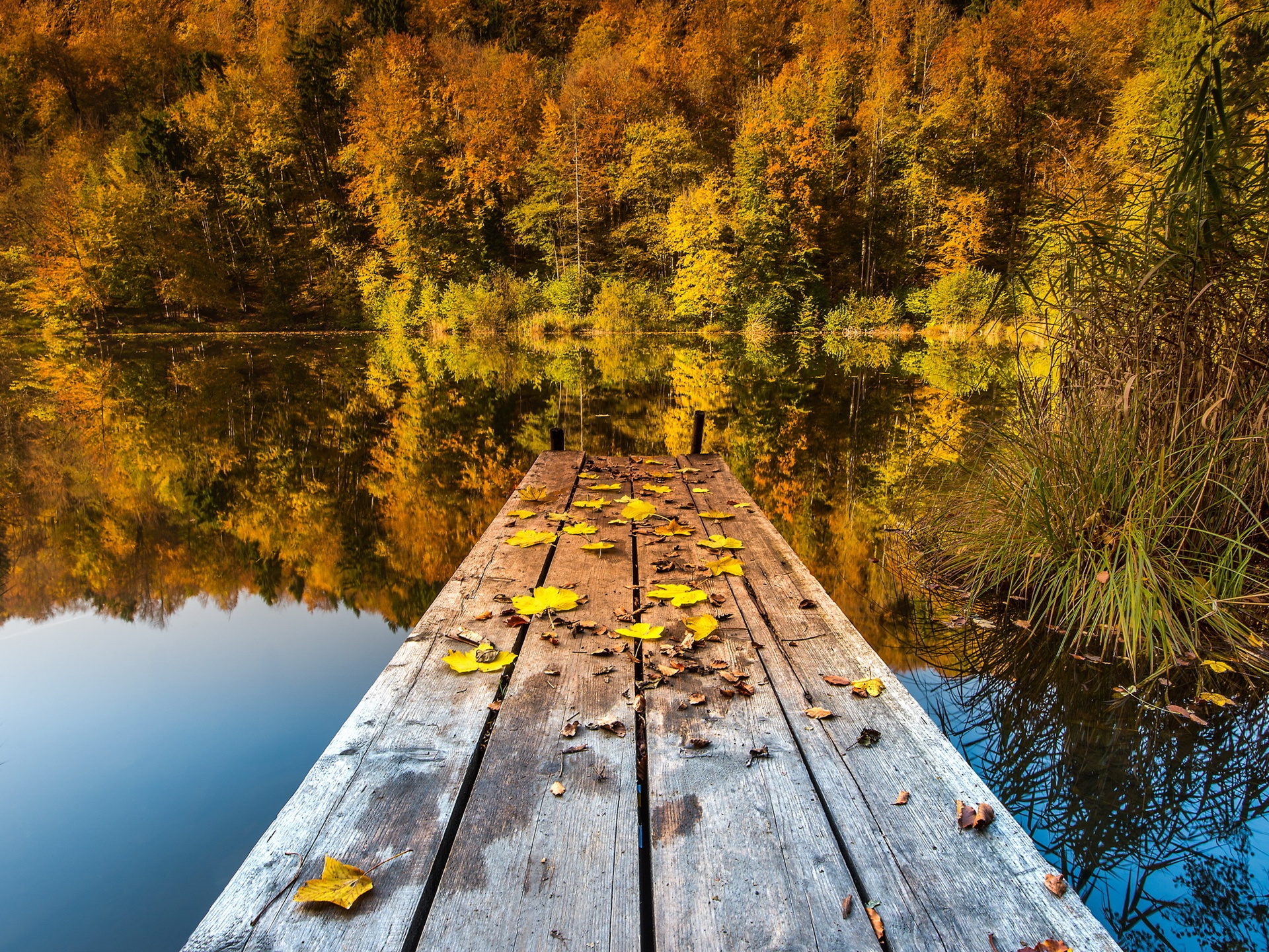Wallpaper Autumn lake, woods