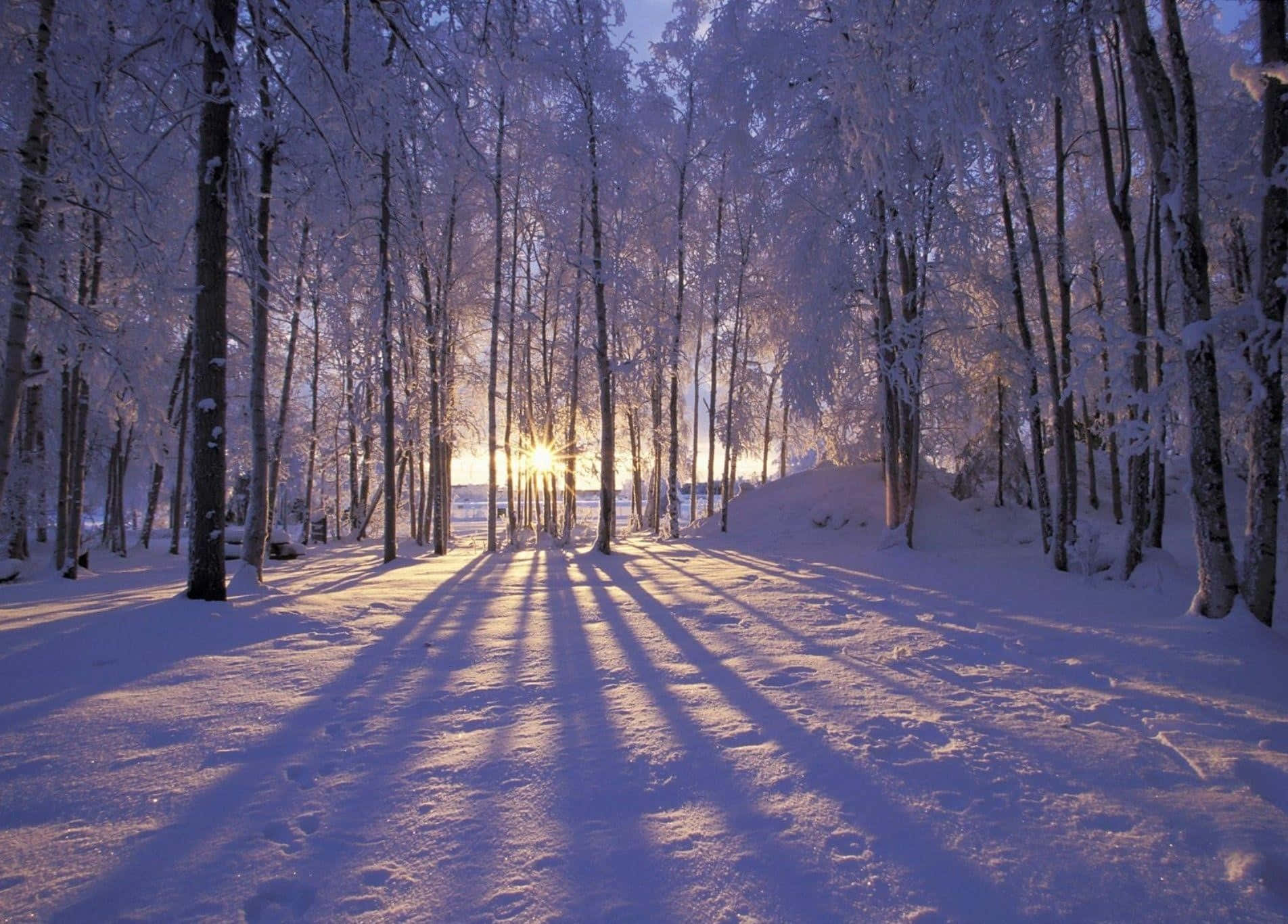 Download The Shadows Of The Tree Winter