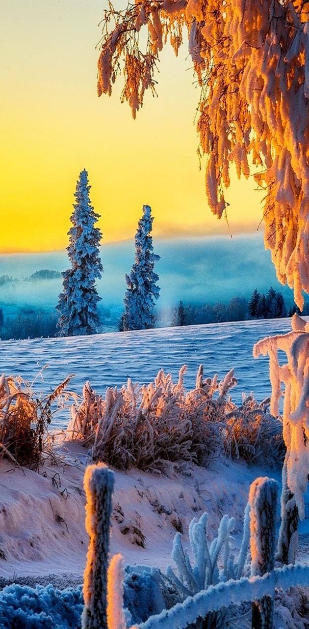 Winter Landscape wallpaper