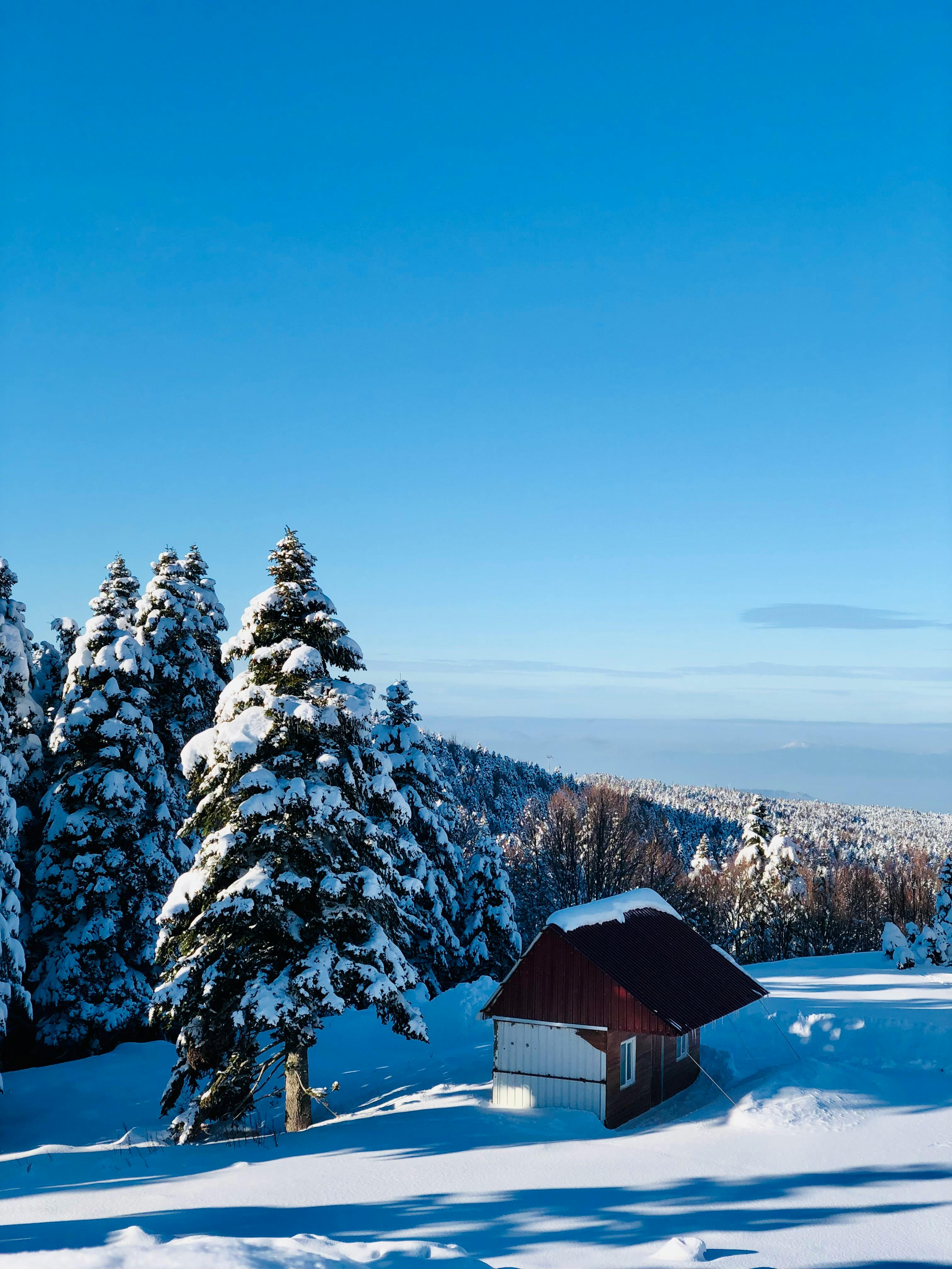 Snow Covered Trees and Cabin During