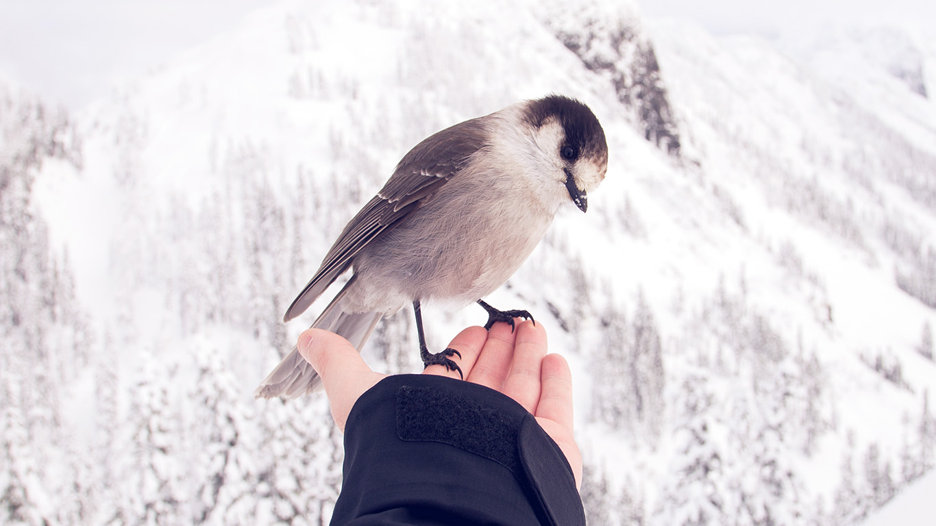 Bird In My Hand Snow Winter Cold