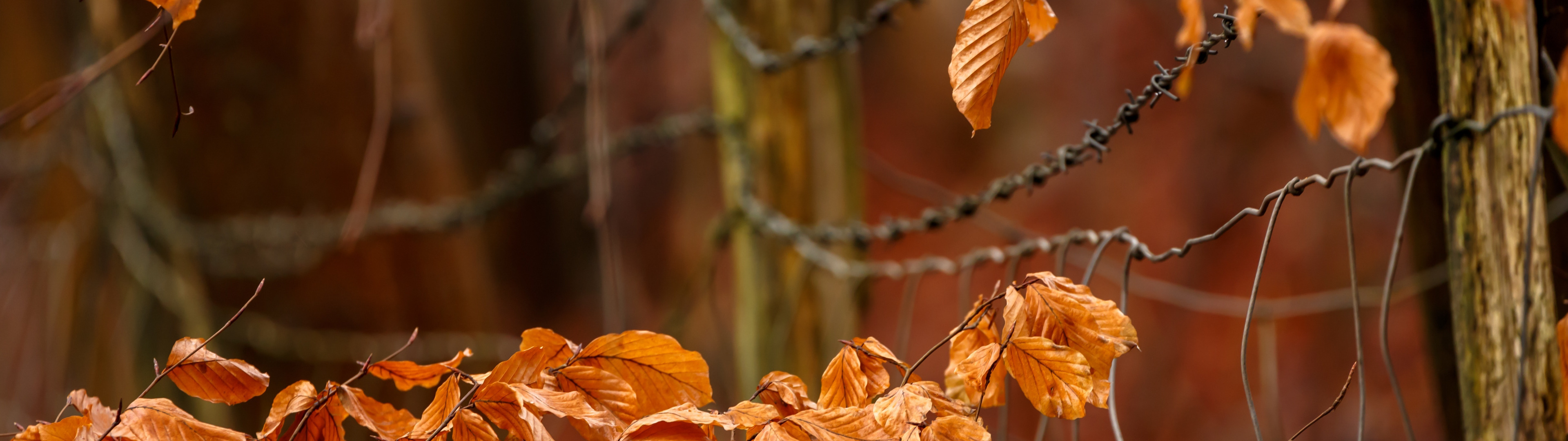 Download wallpaper autumn, leaves