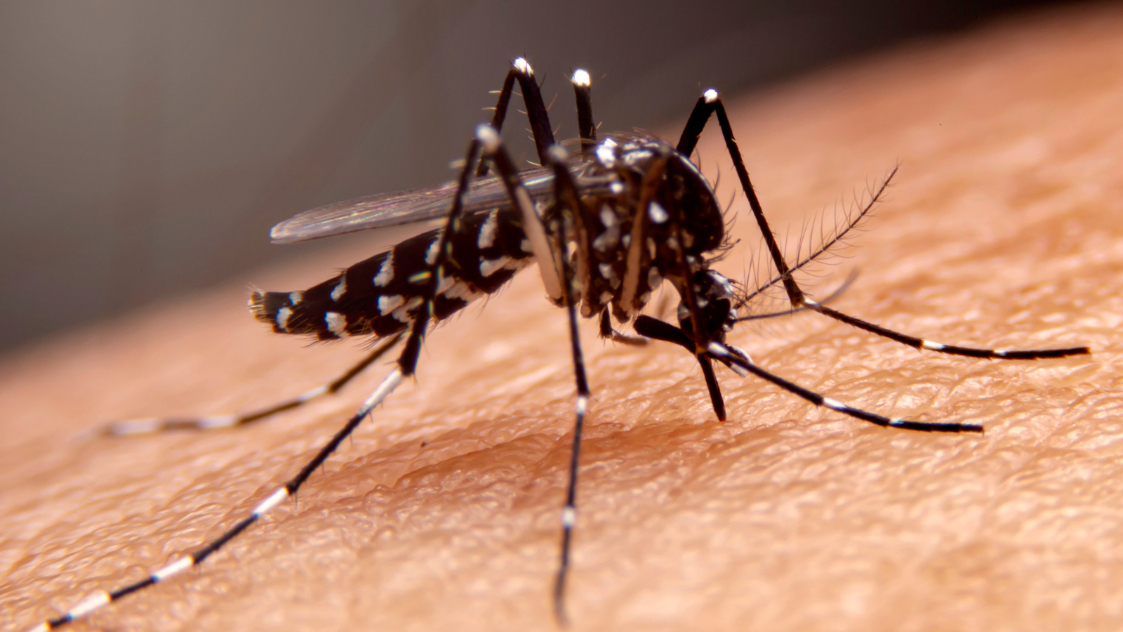 Mosquito Viruses Spreading Sooner
