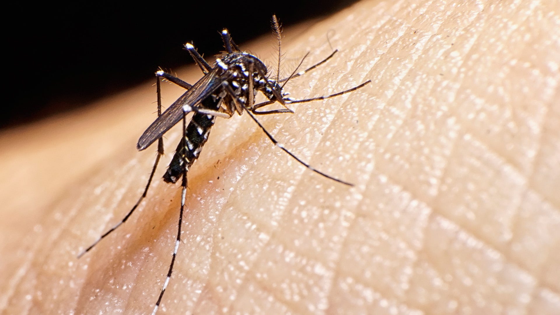 Asian Tiger Mosquitoes: Now Identified