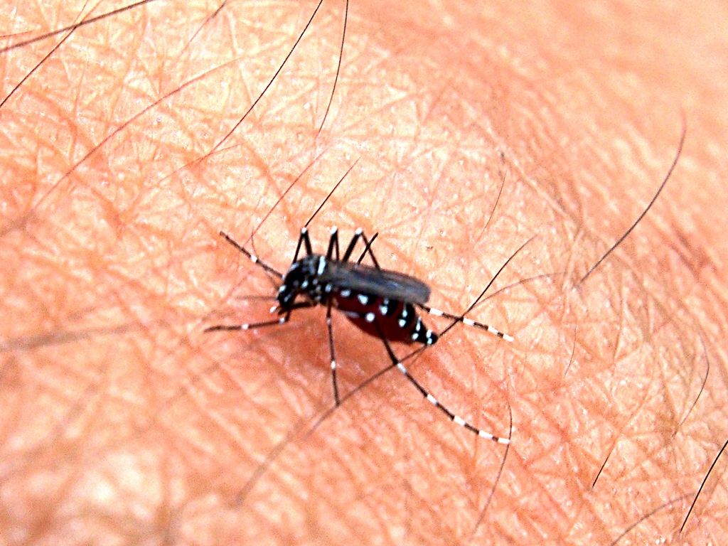 Non Macro: Aedes Mosquito. This is not