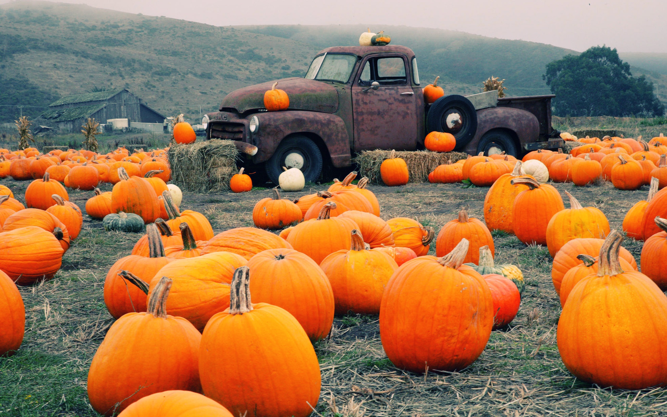 Download Food Pumpkin HD Wallpaper
