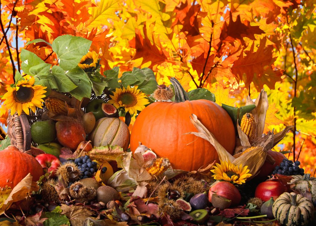 Wallpaper Orange Pumpkin Surrounded