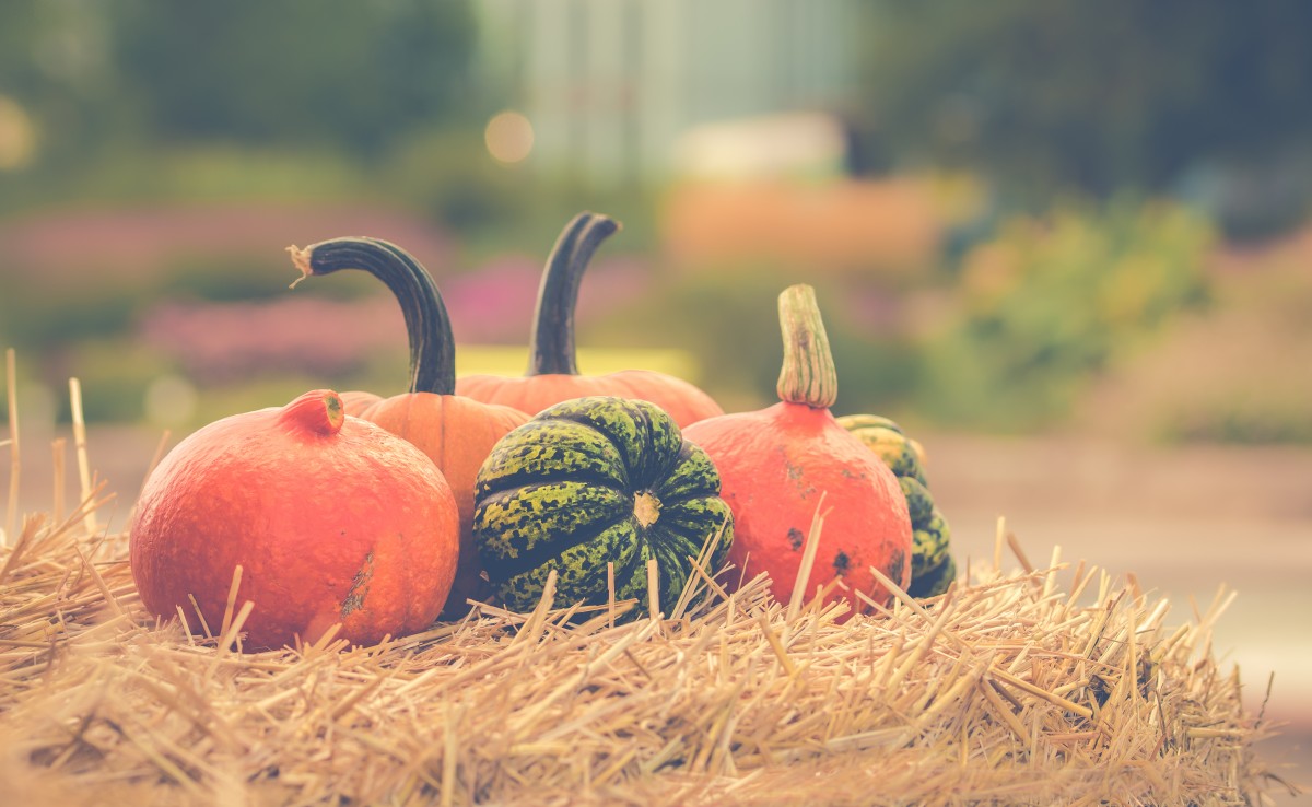 pumpkins, autumn, orange, halloween