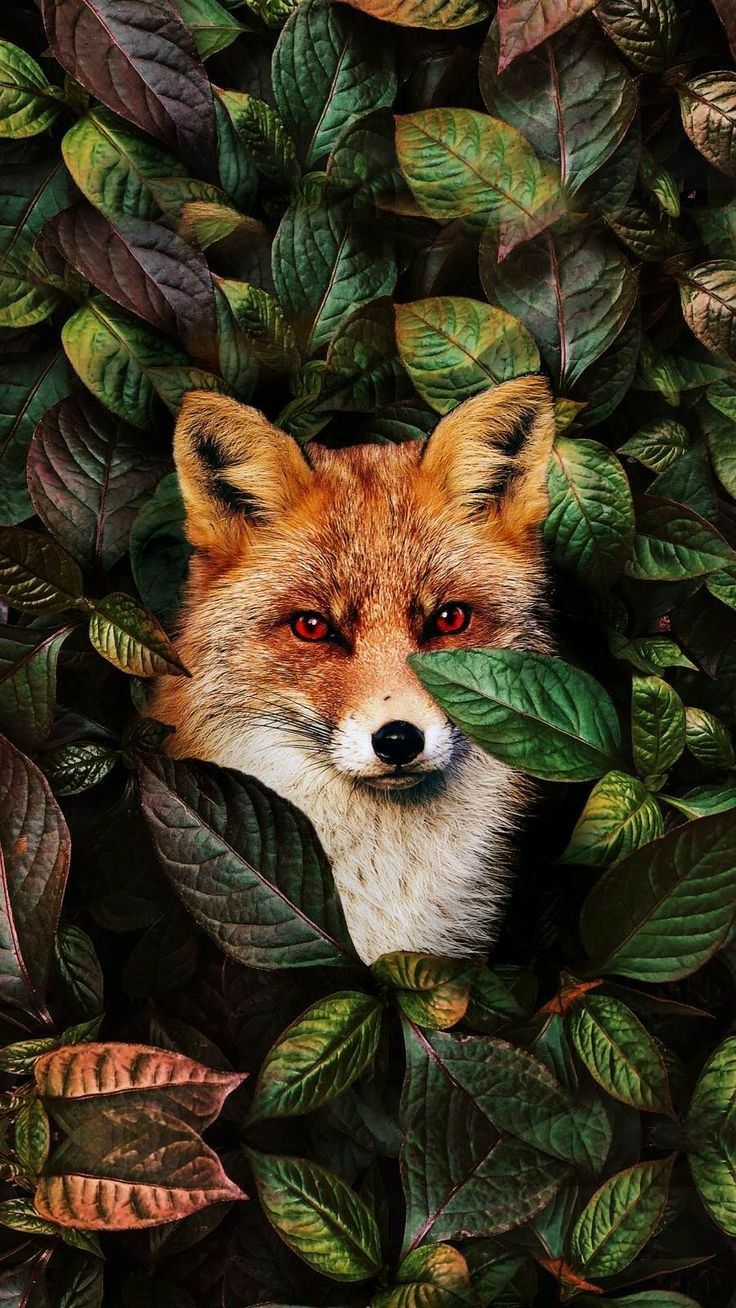 Animal wallpaper, Animal illustration