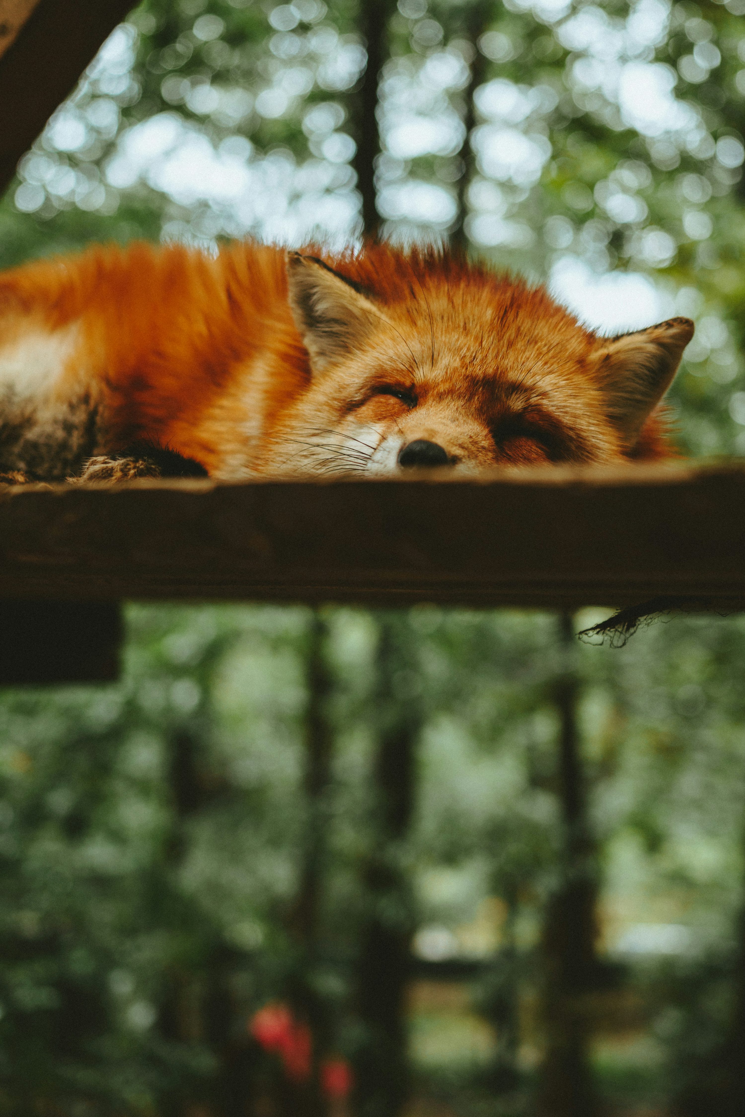 Fox Image. Download Free Picture