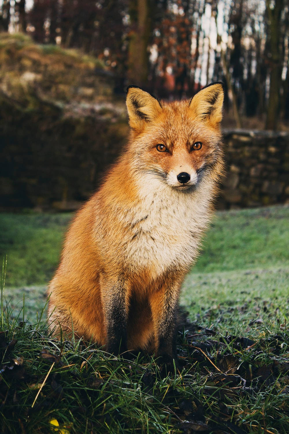Download Cute Fox Aesthetic Wallpaper