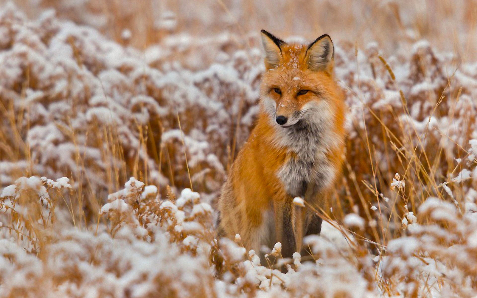 Download Animal Fox HD Wallpaper