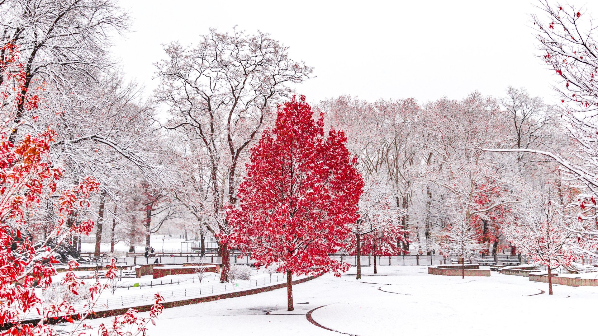 Central Park Winter Glow: 4K Ultra HD Snowy Scene