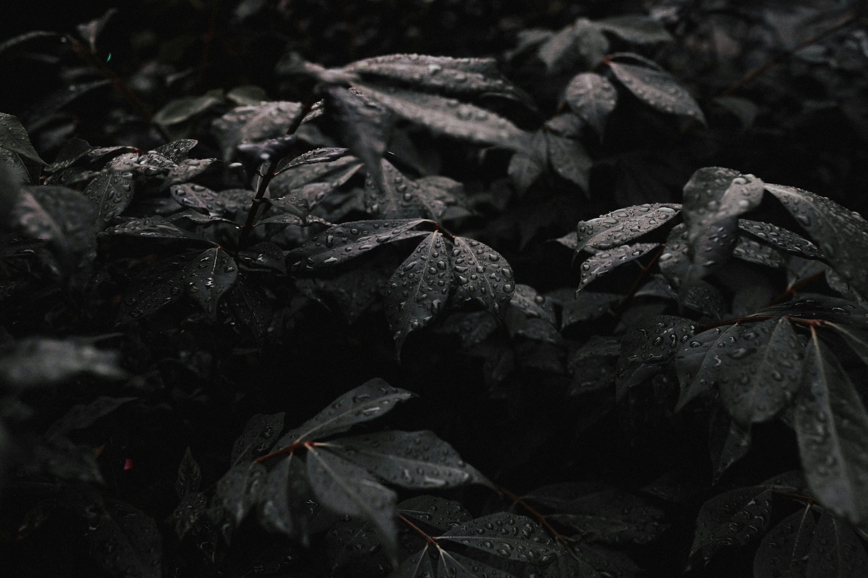 Dark Leaf Picture. Download Free