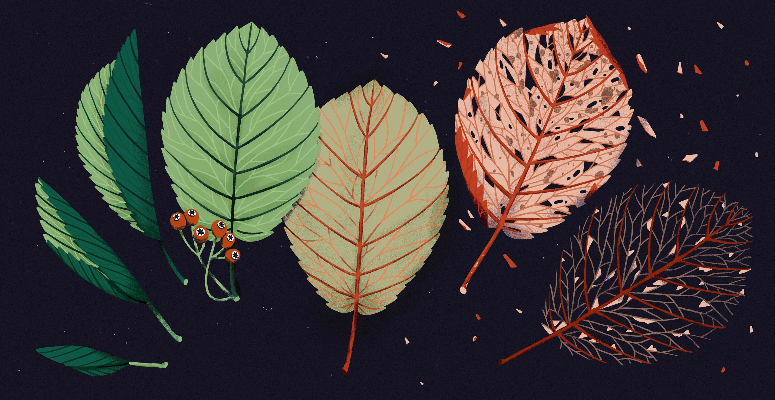 In Praise of Autumn's Rotting Beauty