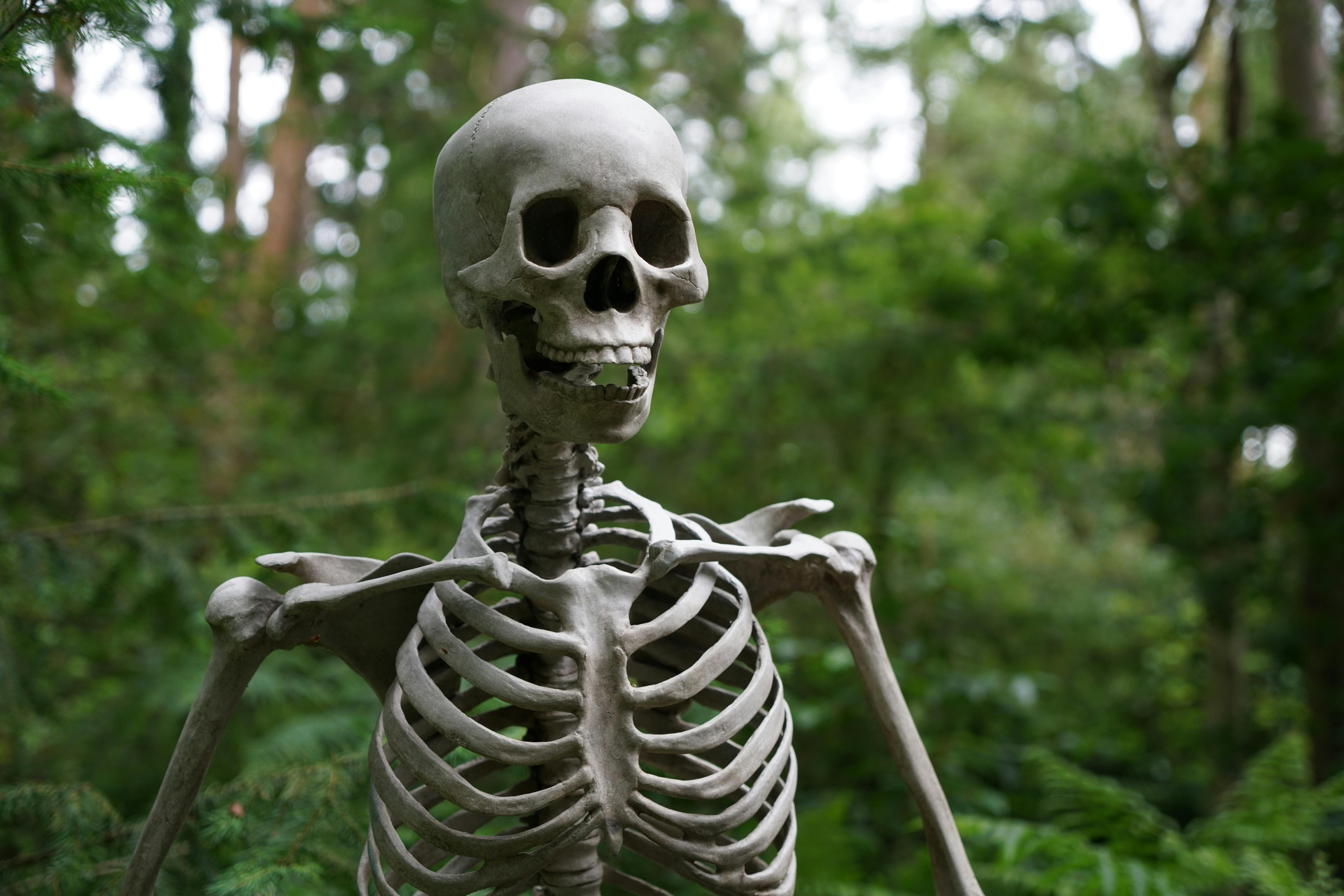 Skeleton Photo, Download The BEST Free