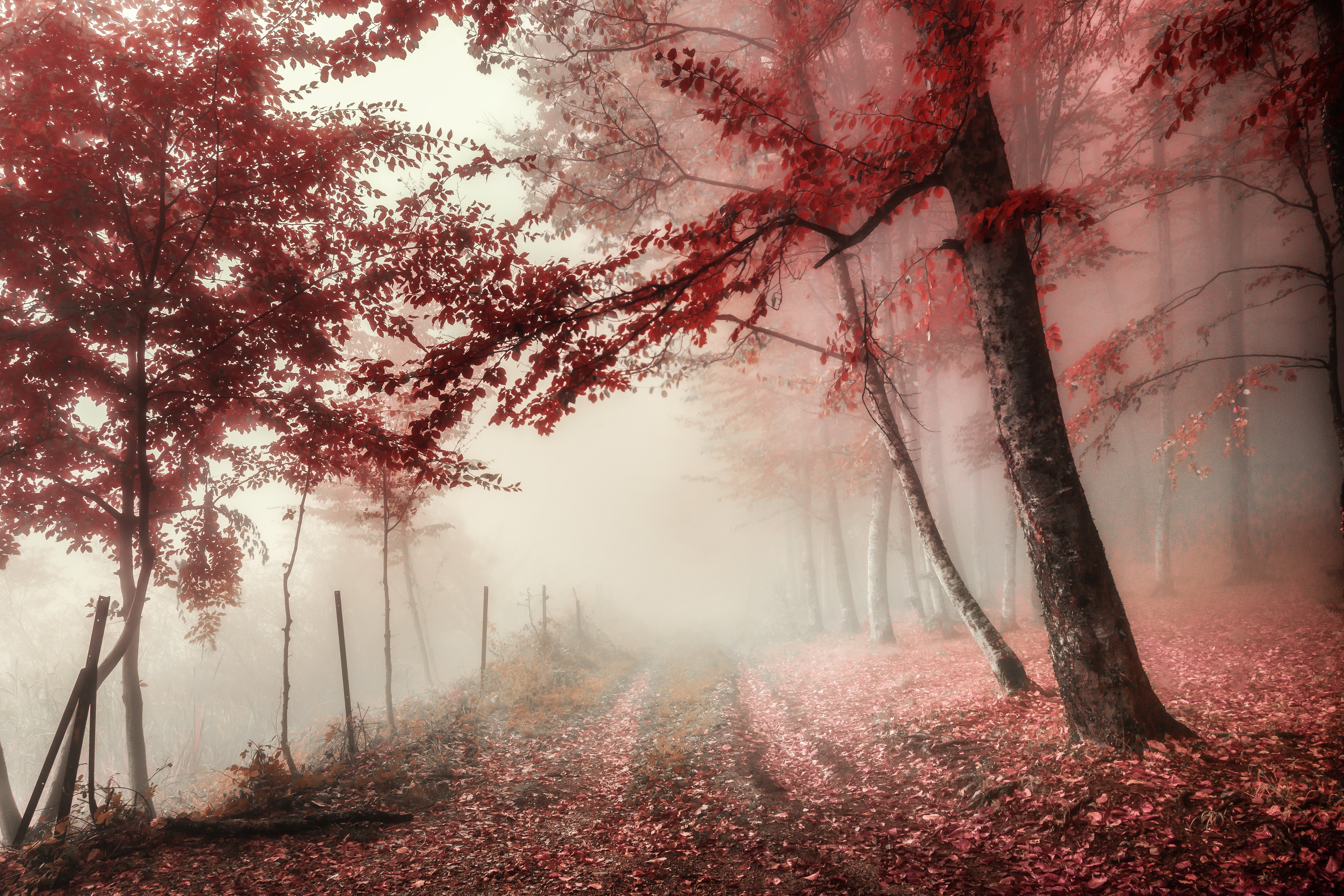 Download Path Fog Nature Fall 4k Ultra HD Wallpaper