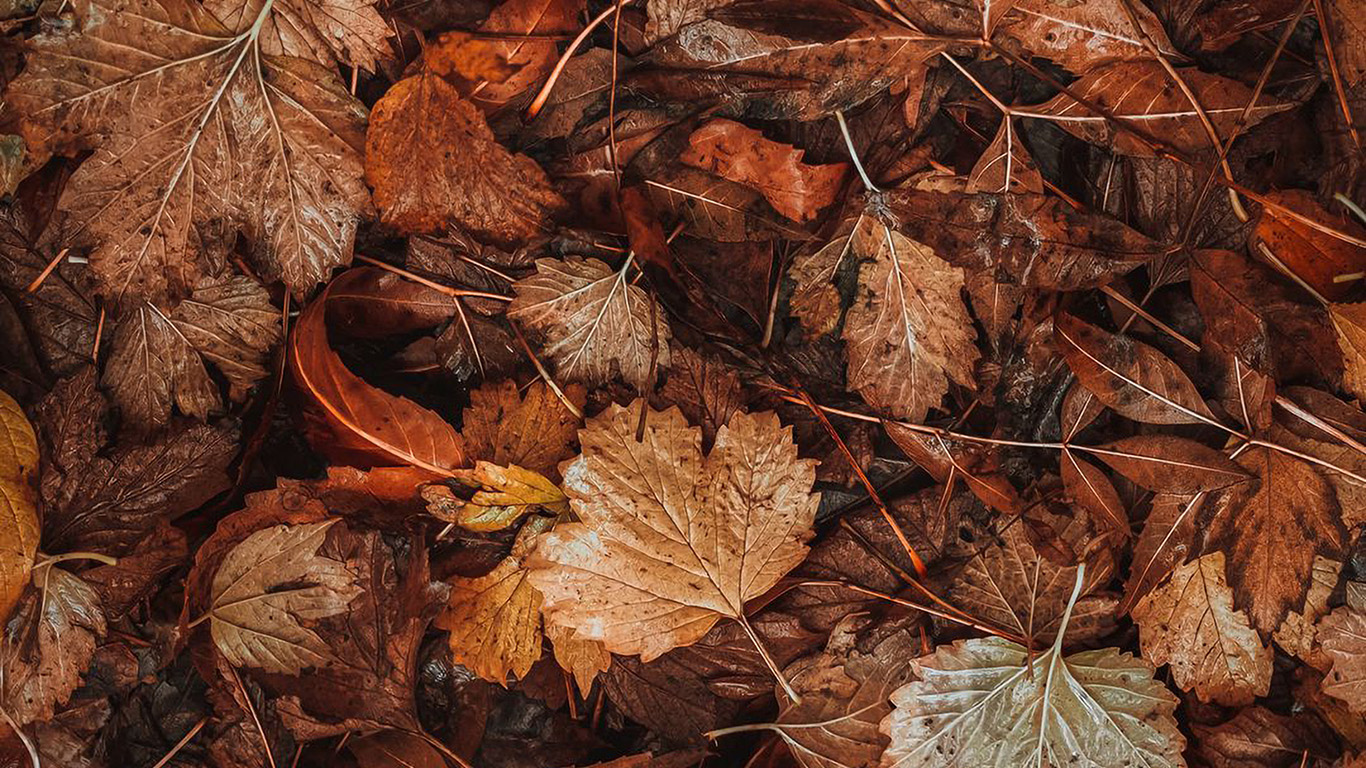 Nature Fall Leaf Autumn