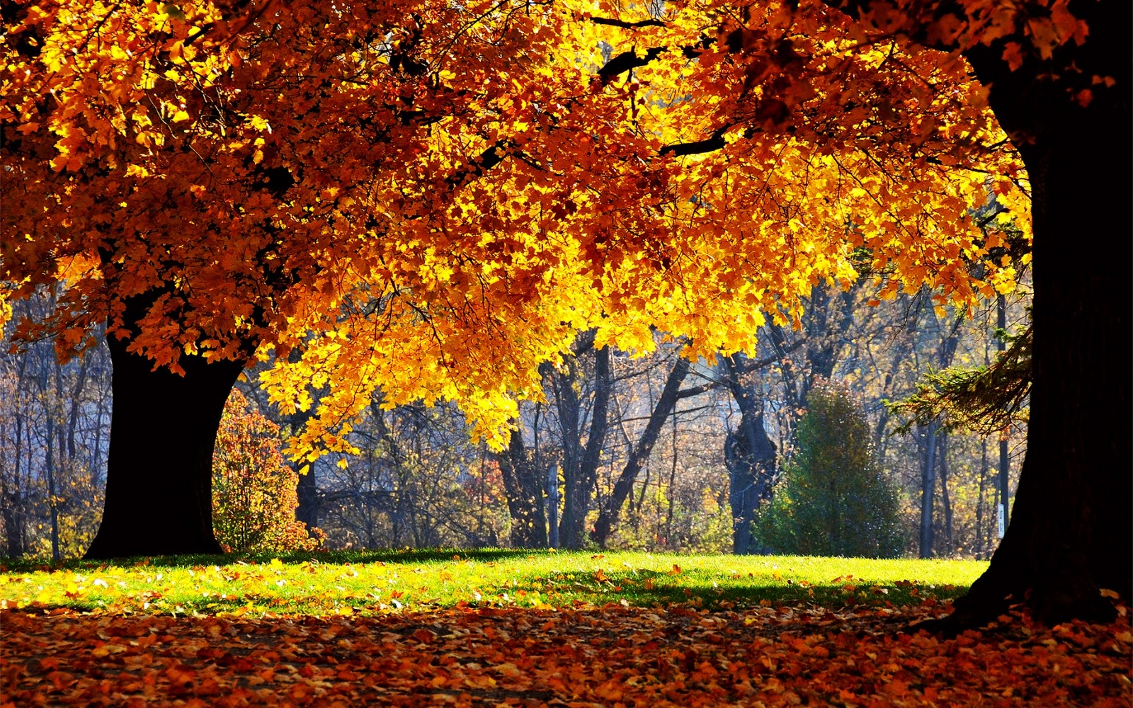 Best Wallpaper Online: Autumn Wallpaper