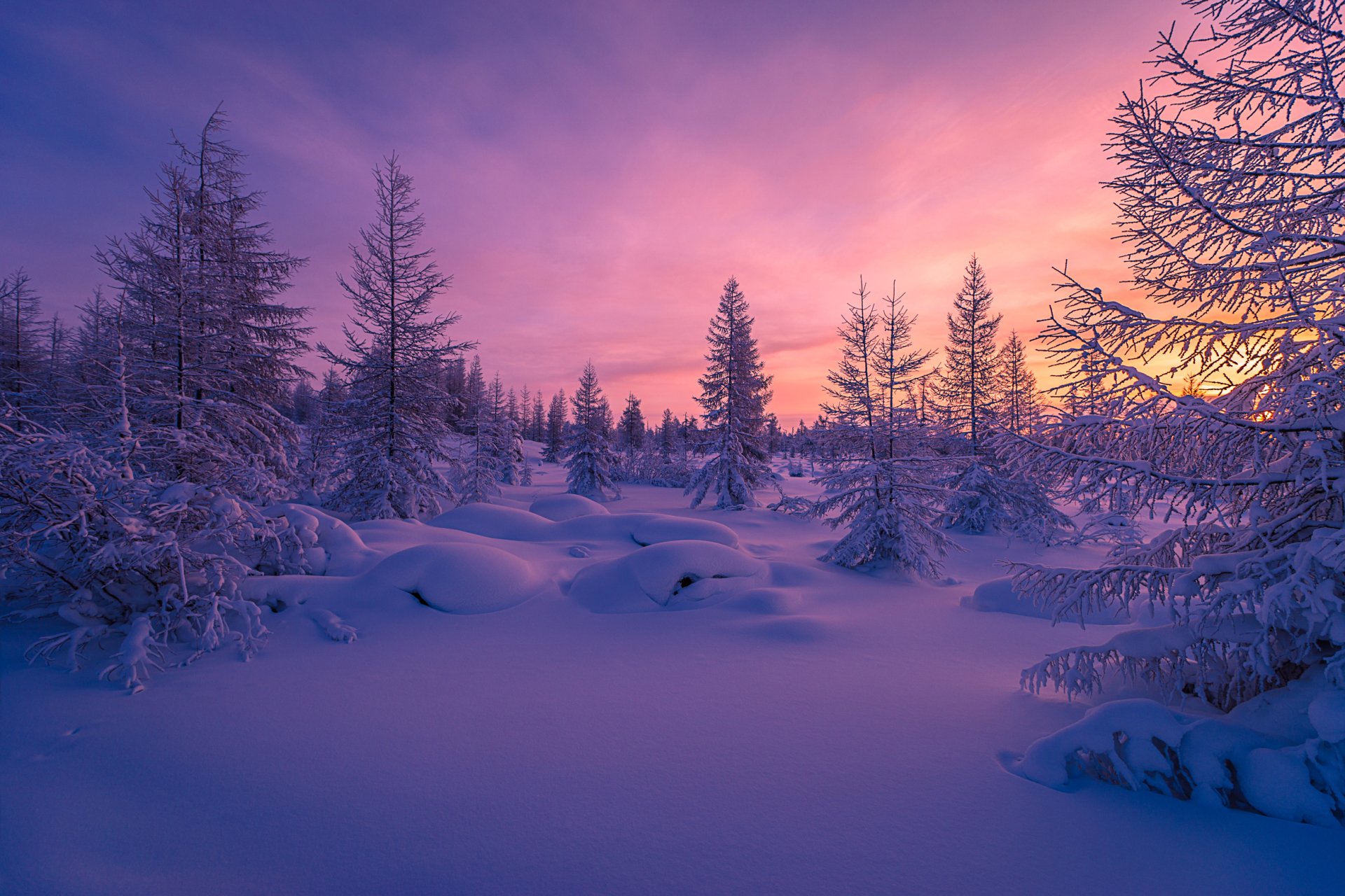 Download Pink Sunset Snow Forest Tree Nature Winter HD Wallpaper