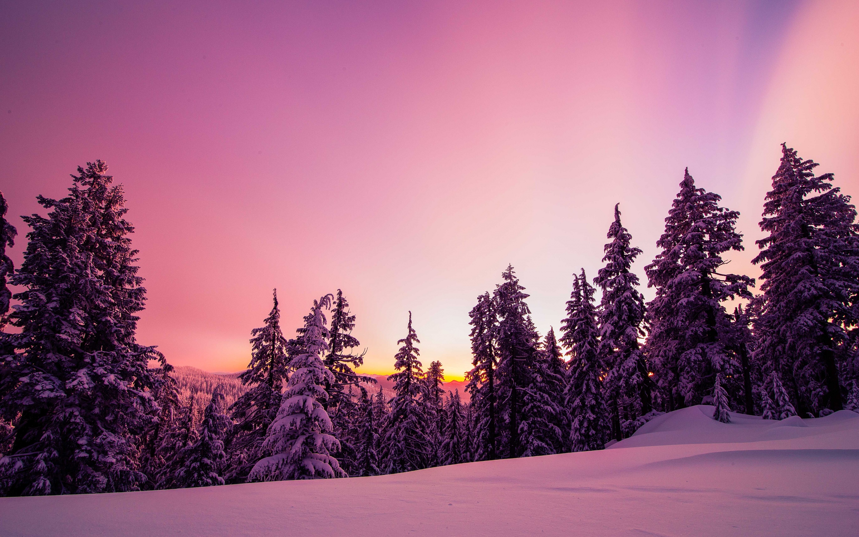 Winter Wallpaper 4K, Forest, Sunset