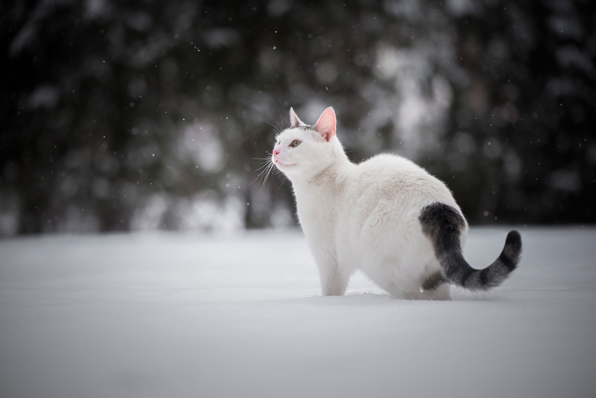 Download Winter Animal Cat HD Wallpaper