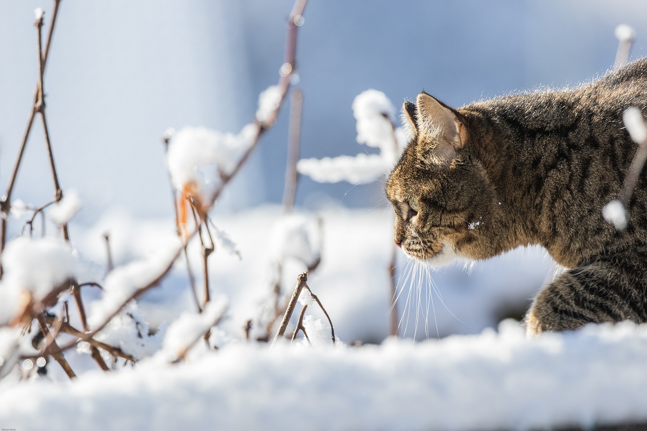 Cat Winter Snow Domestic photo