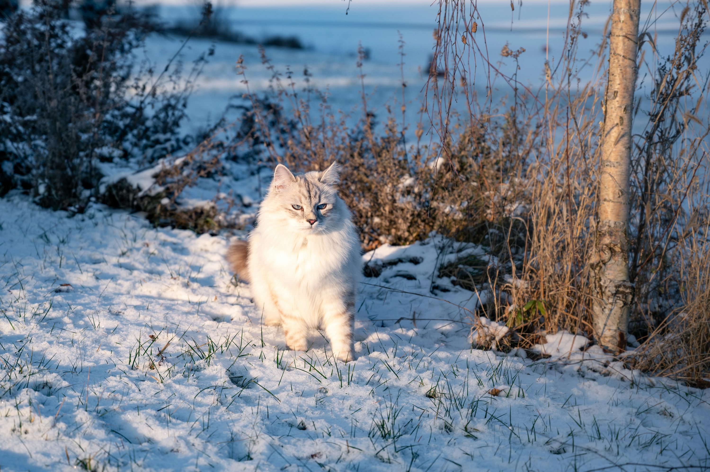 brown cat walking in the snow photo