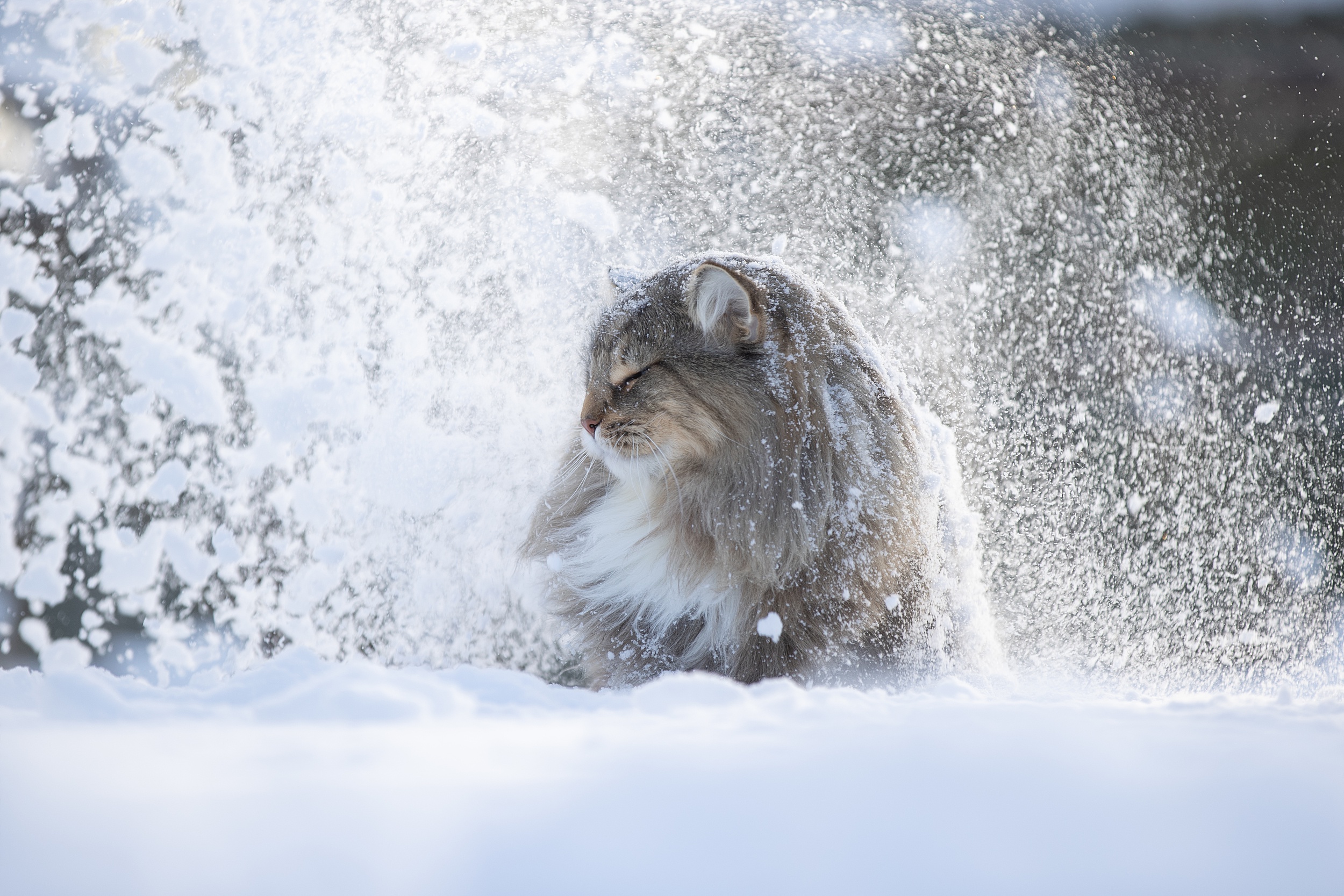 HD desktop wallpaper: Winter, Cats