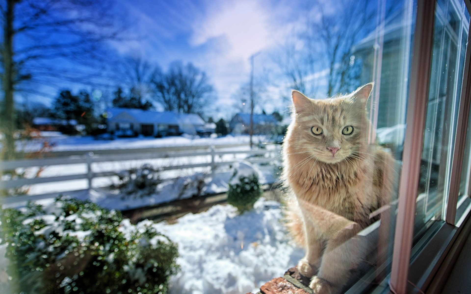 HD wallpaper: Cat in the window, snow