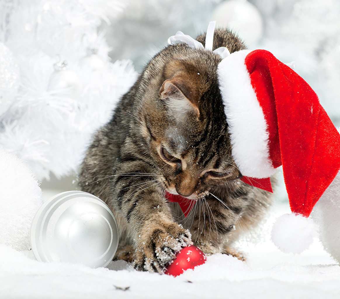 Wallpaper Kittens cat Christmas Winter