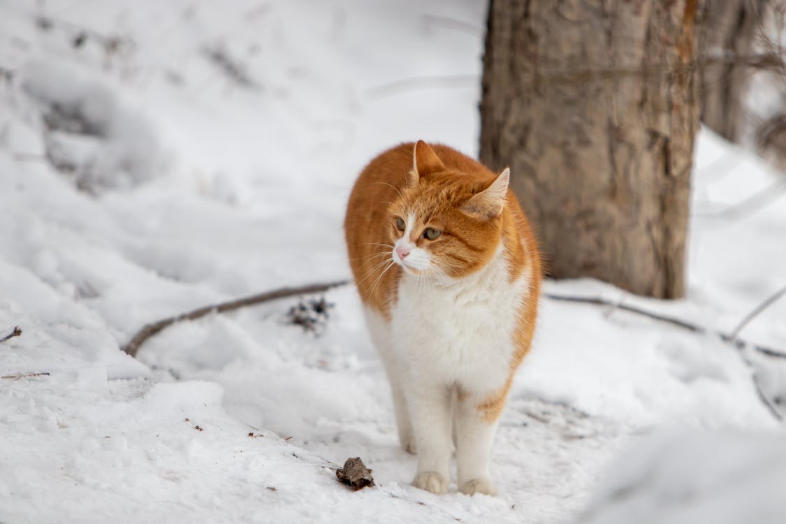 A Cat Outdoors in Winter · Free