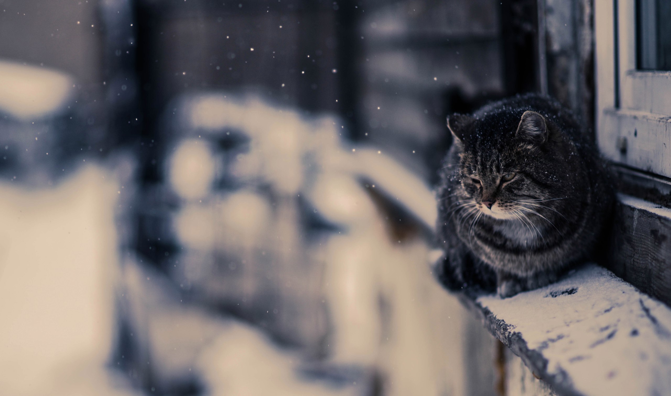 Wallpaper Photo, Snow, Cat, Snow
