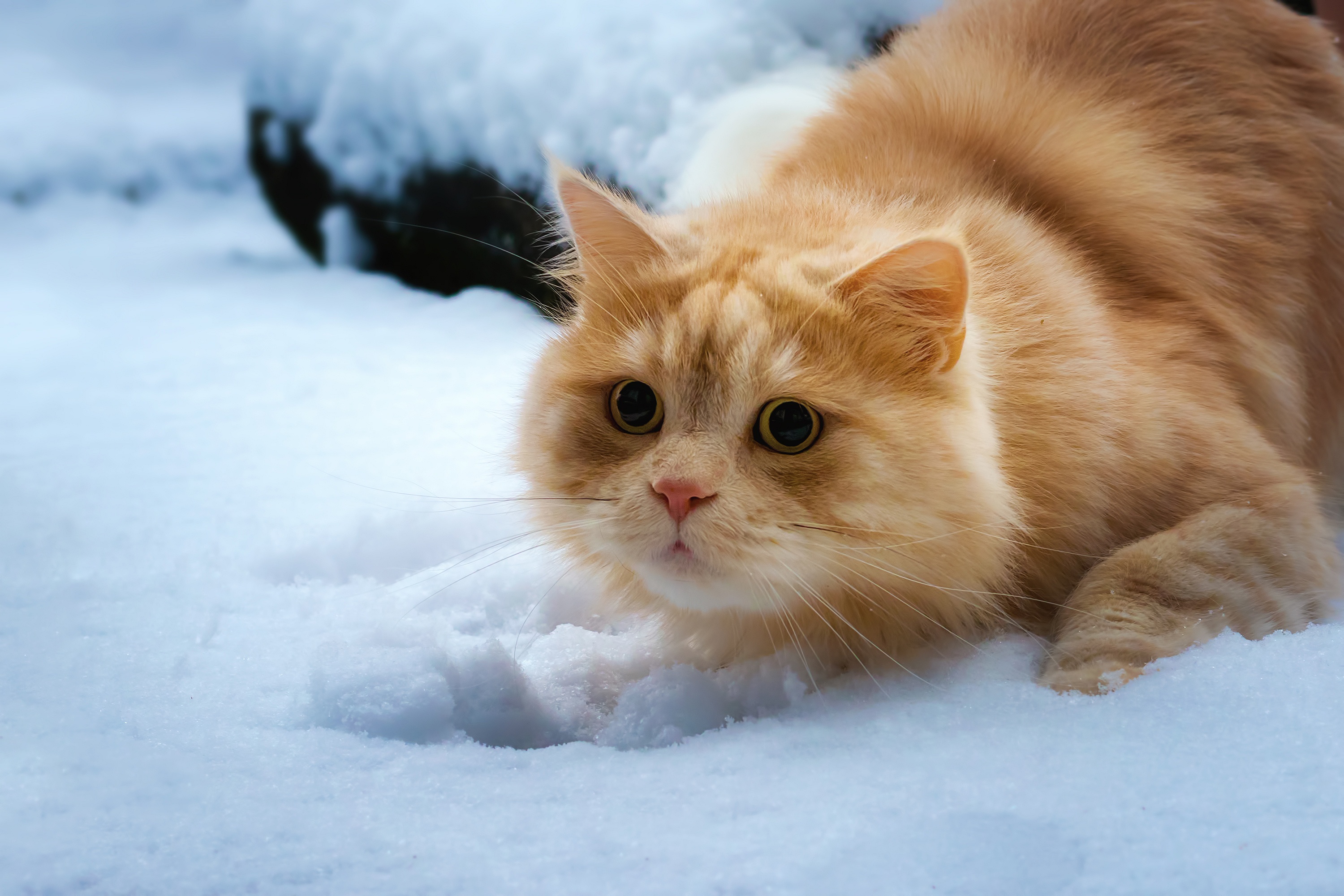 HD desktop wallpaper: Winter, Cats