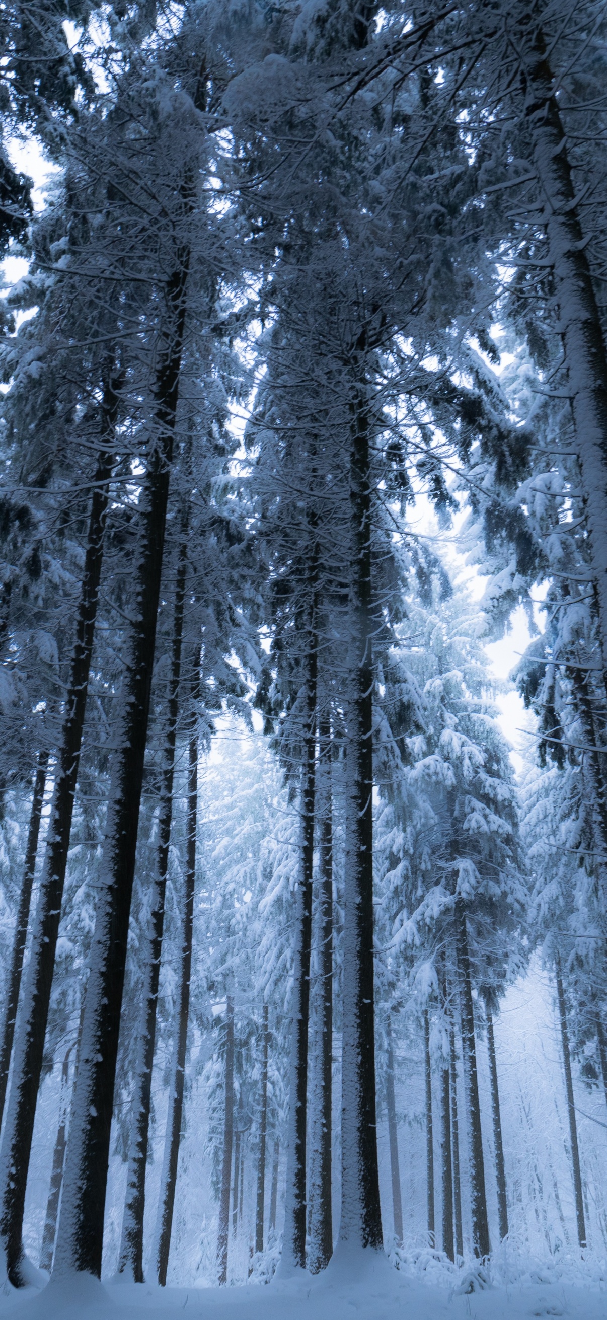 Winter forest Wallpaper 4K, Cold night